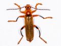 Cantharis livida